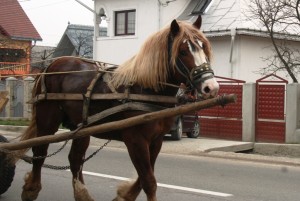 Paste-In-Bucovina-16-Un-Cal-Frumos